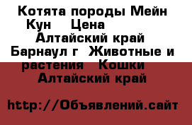 Котята породы Мейн Кун  › Цена ­ 25 000 - Алтайский край, Барнаул г. Животные и растения » Кошки   . Алтайский край